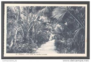 CPA Biskra, Une Allee du Jardin Landon