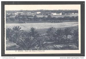 CPA Biskra, Route des Ziban et Palmeraie