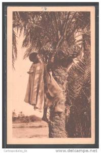 CPA Biskra, Un palmier dattier