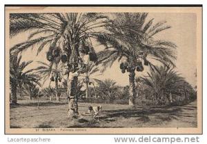 E69 BISKRA PALMIERS DATTIERS RECOLTE DATTE