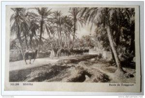 Algérie - CP N° 395G - Biskra, Route de Touggourt - CPSM/E (état dos)
