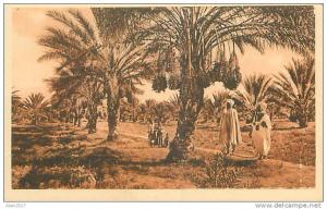 BISKRA - Palmiers-Dattiers (Maure, Biskra)