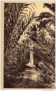 ALGERIE / ALGERIEN      Biskra  EL Kheloua   Le chemin de palmes