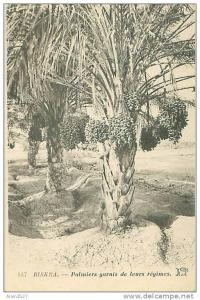 BISKRA - Palmiers garnis de leurs régimes (ND Phot, 167)