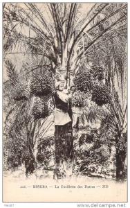 CPA     Biskra La cueillette des Dattes    (animée)    BB 1453