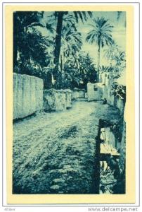 BISKRA  Dans le Vieux Biskra.