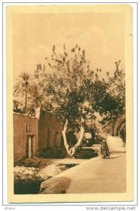 BISKRA  Dans le Vieux Biskra.