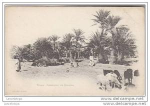 ALGERIE - BISKRA / CAMPEMENT DE NOMADES