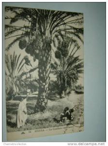 CPA AFRIQUE ALGERIE BISKRA ANIMEE TIMBREE LA CUEILLETTE DES DATES 759
