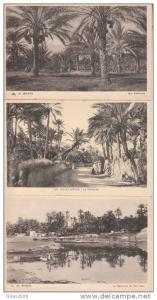 ALGERIE - Biskra - Les Palmeraies