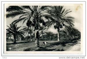 BISKRA Palmiers dattiers