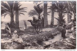 Cpsm petit format BISKRA (Constantine) - Dans l'Oasis