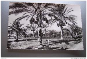 CPA- C3 -- BISKRA (Aurès) -  Palmiers, Dattiers, Algeria (cap) animees
