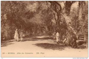 BISKRA - Algérie - Allée des Gommiers -* PRIX FIXE -Editions  N-D phot  n° 130