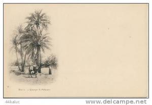 BISKRA Groupe de palmiers