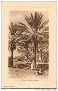 BISKRA - Récolte des Dattes 13