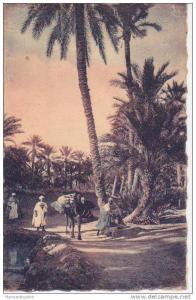 CPA PAYS ETRANGER-ALGERIE- BISKRA - Un chemin dans la Palmeraie