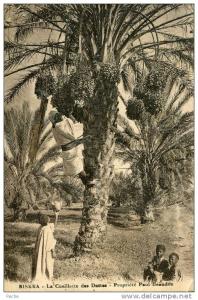 cpa Biskra -la cueillette des dattes