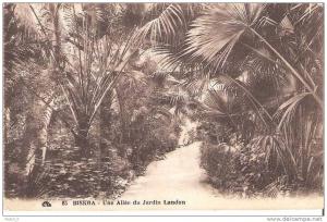 AK 24  Biskra - Une Allee du Jardin Landon um 1910-20