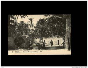 16 BISKRA - Oasis de Palmiers-Dattiers