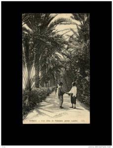 74 BISKRA -  Une Allée de Palmiers. Jardin Landon