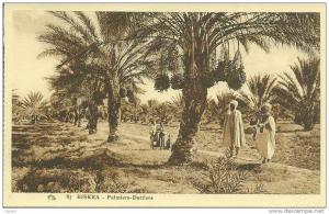 BISKRA  -  Palmiers-Dattiers.