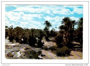 Algérie-BECHAR-Saoura( La Palmeraie) Années 50/60 -