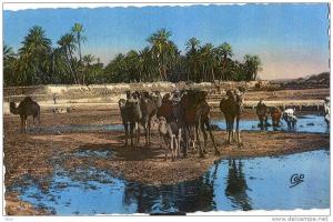 pk Béchar1Chameaux dans l´oasis