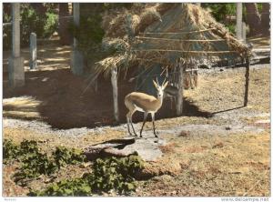 COLOMB.BECHAR.GAZELLE.JAR DIN  DE LA PALMERAIE