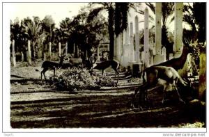 colob bechar - gazelles - jardin public - zoo - parc animalier