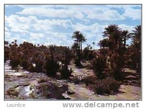 Bechar Saoura  la palmeraie