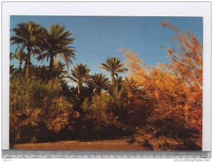 ALGERIE -- BECHAR --LA PALMERAIE ----RECTO / VERSO-------b7