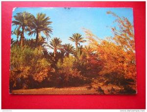CPSM-ALGERIE- BECHAR-LA PALMERAIE