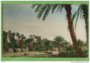 Colomb Bechar la palmeraie