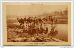 ALGERIE  1930 agenda PLM  COLOMB BECHAR la riviere ( chameaux  )