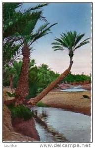 Algérie  Colomb-Béchar , palmiers dans l'Oued