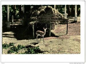 ALGERIE BECHAR GAZELLE AU JARDIN PUBLIC CPSM ARGENCE THEME ANIMAUX