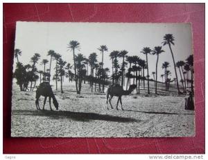 09A /1 - colomb béchar chameaux dans les dunes