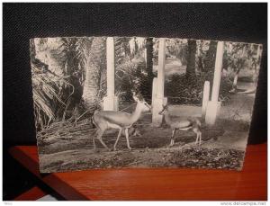 ALGERIE     cpsm     COLOMB BECHAR  (les gazelles du jardin public)