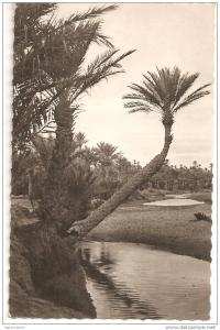 algérie  COLOMB-BECHARD   palmiers  ds  l ' oued