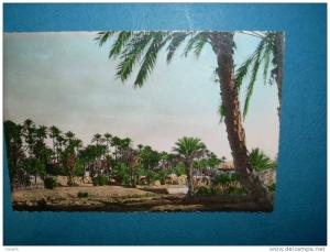 Colomb Bechar - La Palmeraie - colorisée - écrite - L29C