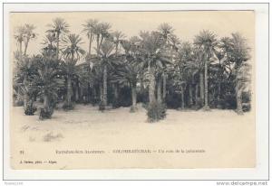 ALGERIE colomb béchar un coin de la palmeraie ( recto verso )