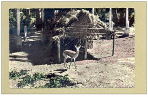 BECHAR GAZELLE AU JARDIN PUBLIC