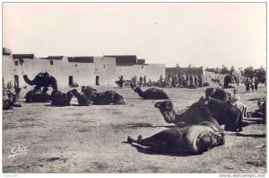 CPA - Colomb Bechar - La Place des Chameaux
