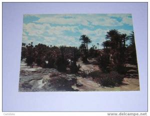 (342) - 1 - carte postale sur colomb bechar saoura la palmeraie