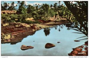 BECHAR / UN COIN DE LA PALMERAIE / CPSM 1965