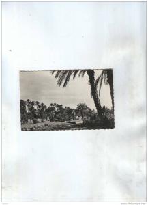 CP COLOMB BECHAR  EN 1957, LA PALMERAIE