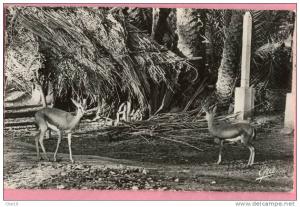 182 Colomb Bechar les gazelles