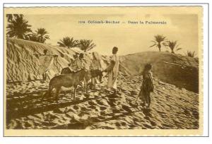 CPA COLOM BECHAR, dans la Palmeraie, animée.