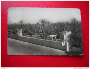 CPSM -ALGERIE-COLOMB-BECHAR-EN TREE DU JARDIN PUBLIC